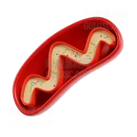 线粒体 Mitochondria