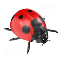 瓢虫 Ladybug