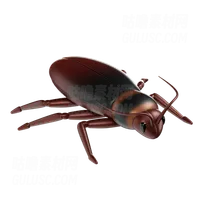 蟑螂 Cockroach