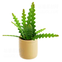 鱼骨仙人掌 Fishbone Cactus