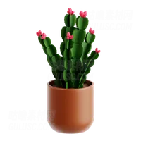 圣诞仙人掌 Chrismas Cactus