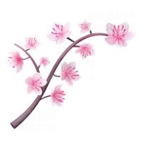 樱花 Cherry Blossom