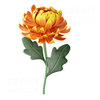 菊花 Chrysanthemum