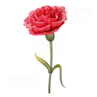 康乃馨 Carnation