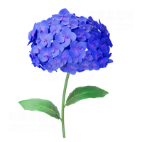 绣球花 Hydrangea