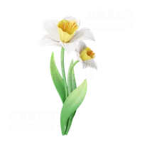 水仙花 Daffodil