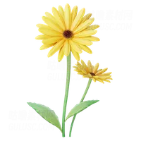 非洲菊 Gerbera
