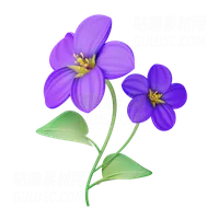 紫罗兰 Violet