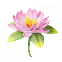 莲花 Lotus