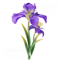 虹膜 Iris