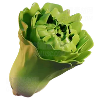 生菜 Lettuce