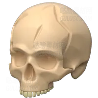 头骨 Skull