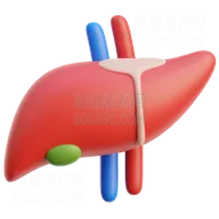 肝脏器官 Liver Organ