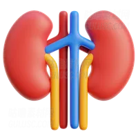 肾脏 Kidney