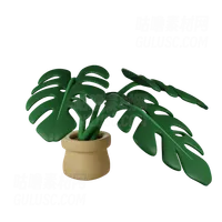 Monstera植物 Monstera Plant