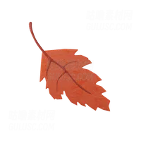 秋叶 Autumn Leaf