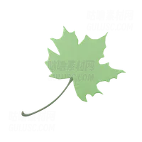 枫叶 Maple Leaf